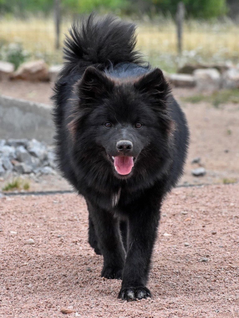 Les Chien finnois de Laponie de l'affixe De La Vallée Féérique