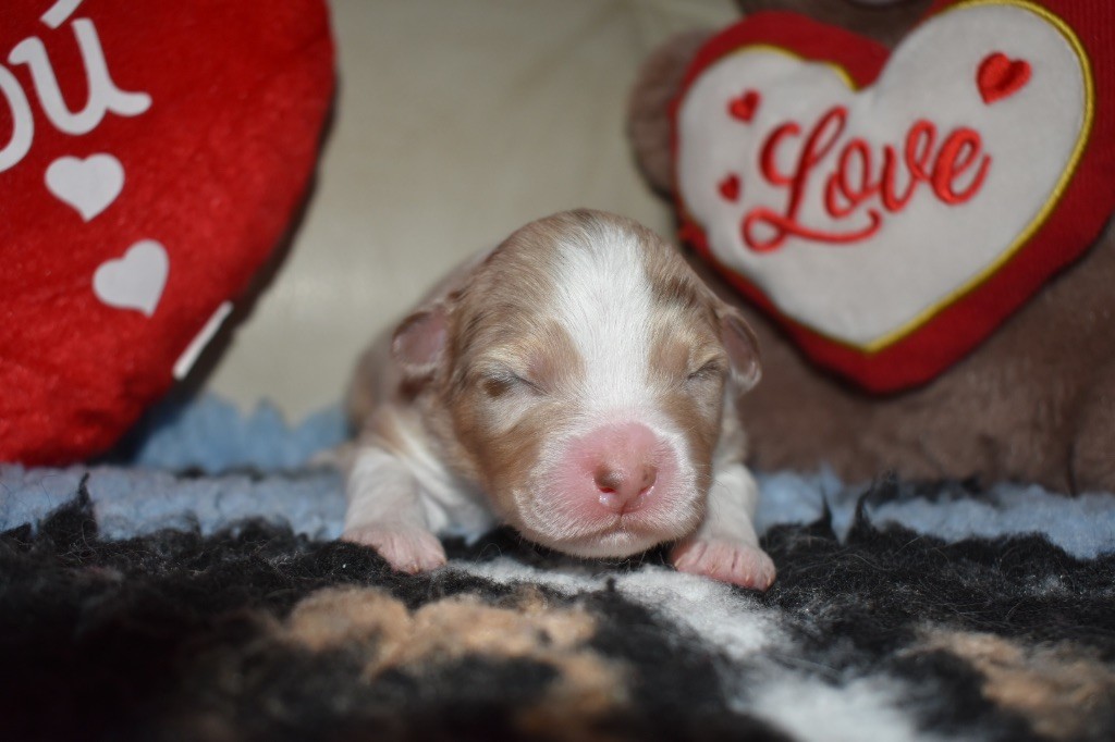 De La Vallée Féérique - Chiot disponible  - Berger Australien