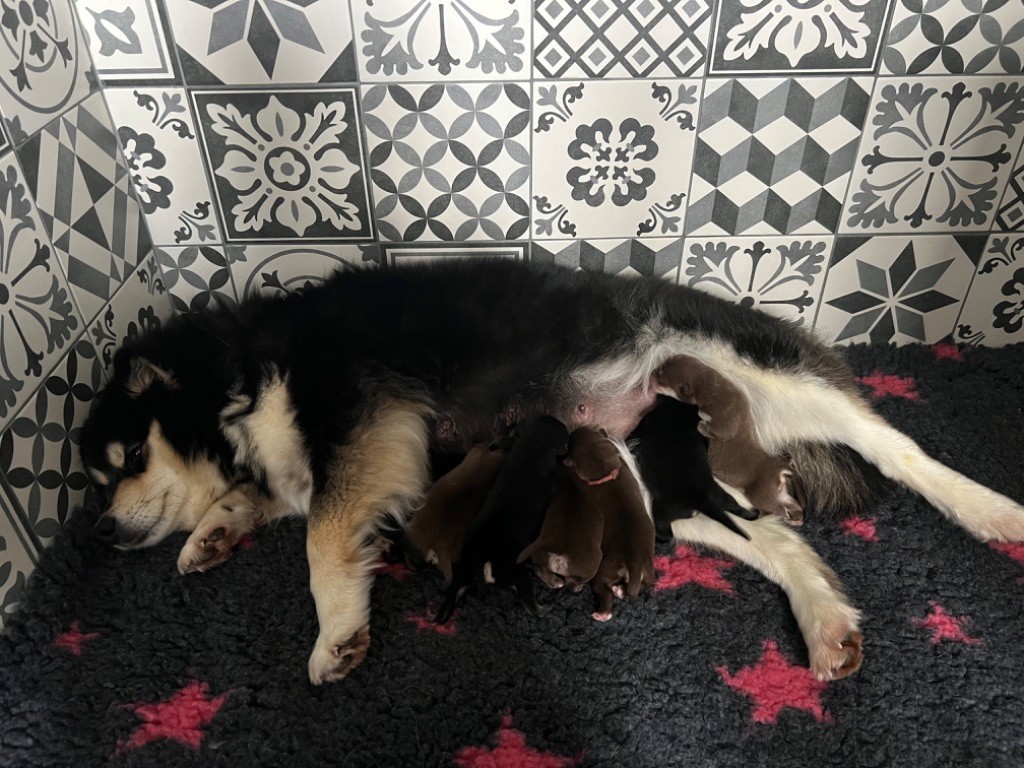 chiot Chien finnois de Laponie De La Vallée Féérique