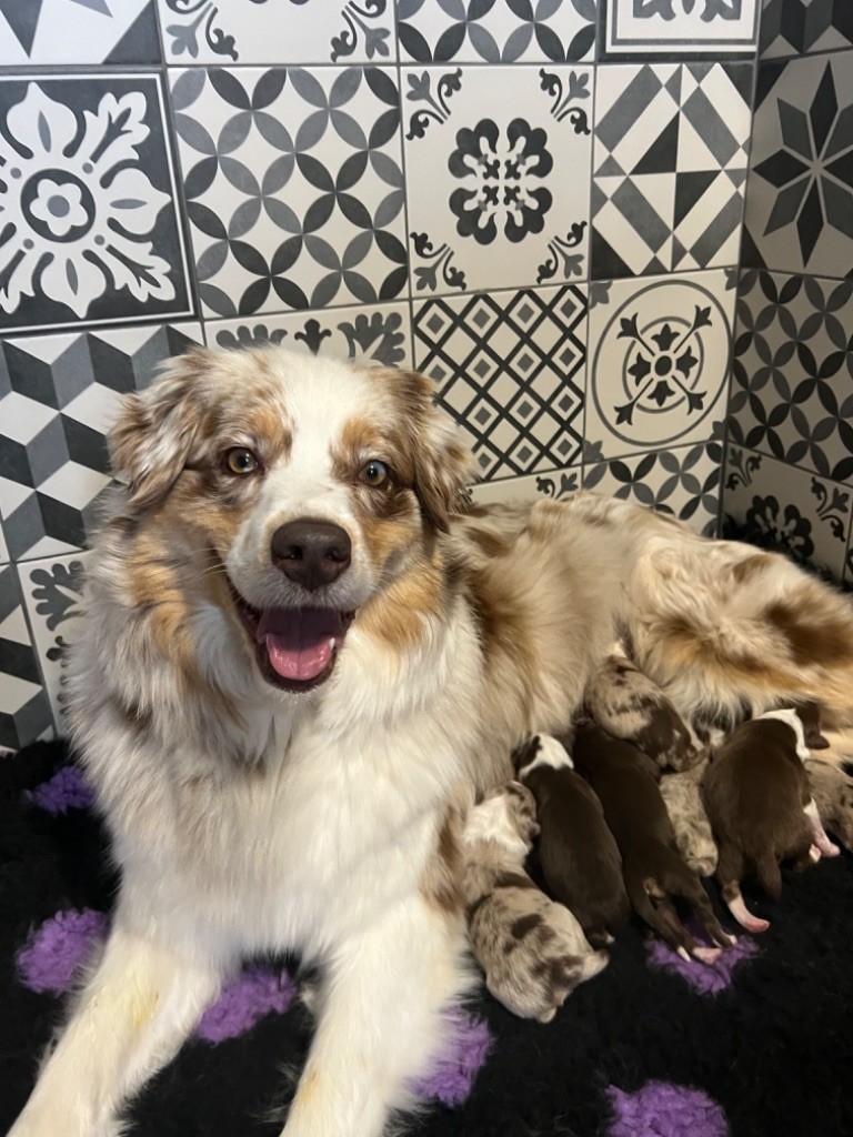 chiot Berger Australien De La Vallée Féérique