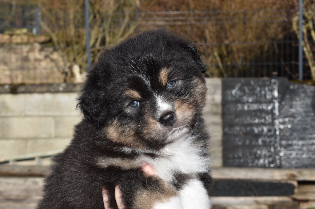 De La Vallée Féérique - Chiot disponible  - Berger Australien