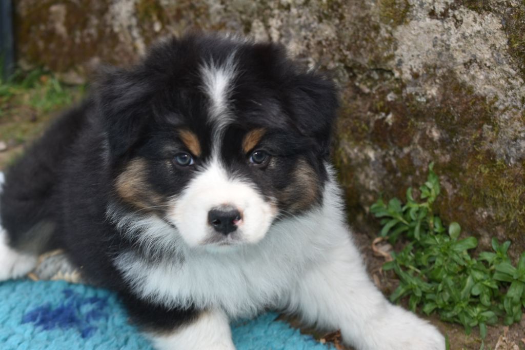 Teddy bear kinaï De La Vallée Féérique