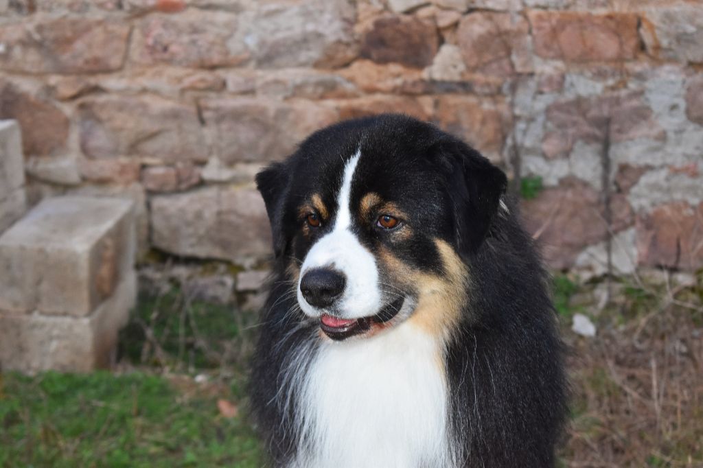 Nuttah apache dit yuuka Des Bergers D'eden