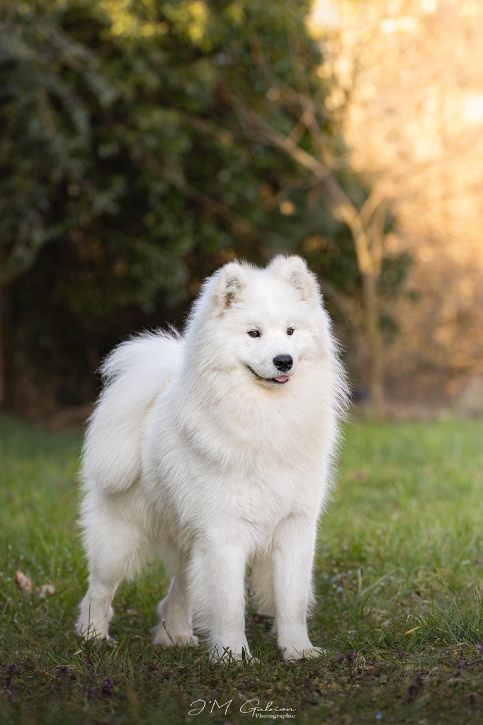 Vyper du chemin de la belle etoile