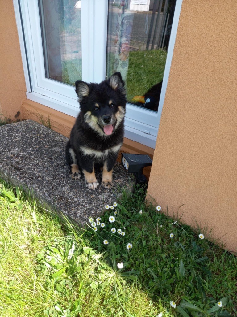 Alpha loki De La Vallée Féérique