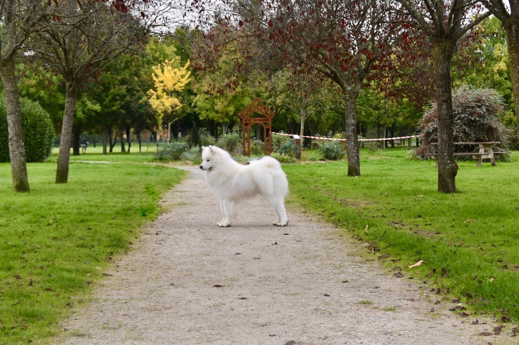 Jch. vyper du chemin de la belle etoile