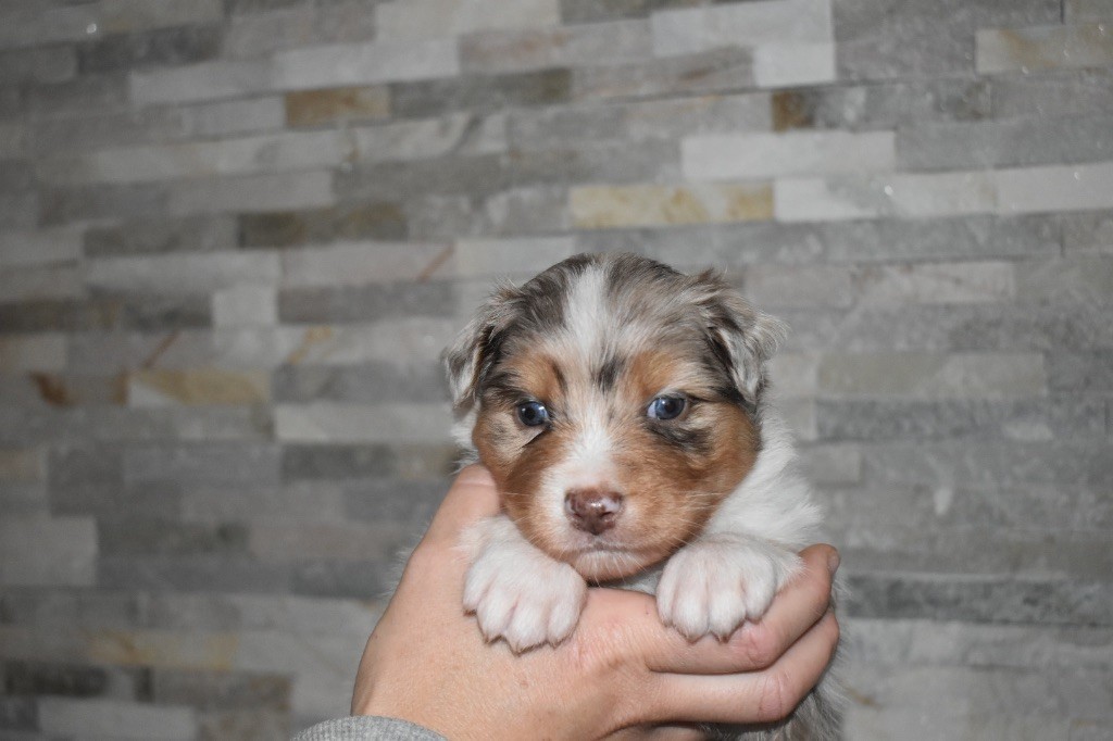 De La Vallée Féérique - Chiots disponibles - Berger Australien