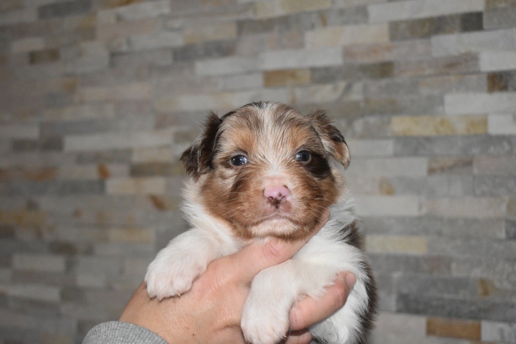 De La Vallée Féérique - Chiots disponibles - Berger Australien