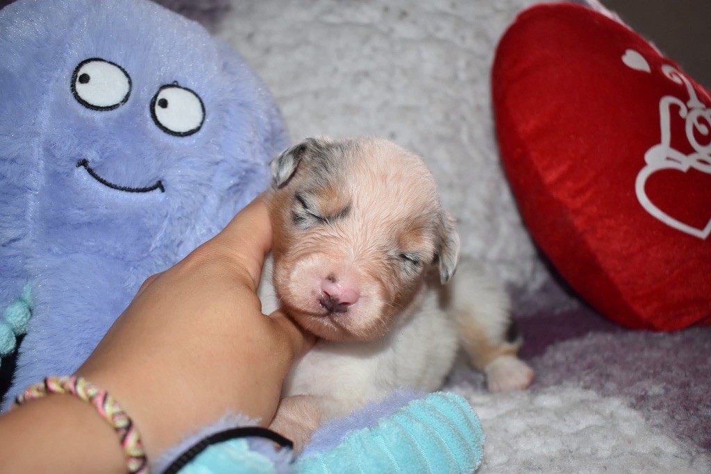 De La Vallée Féérique - Chiots disponibles - Berger Australien