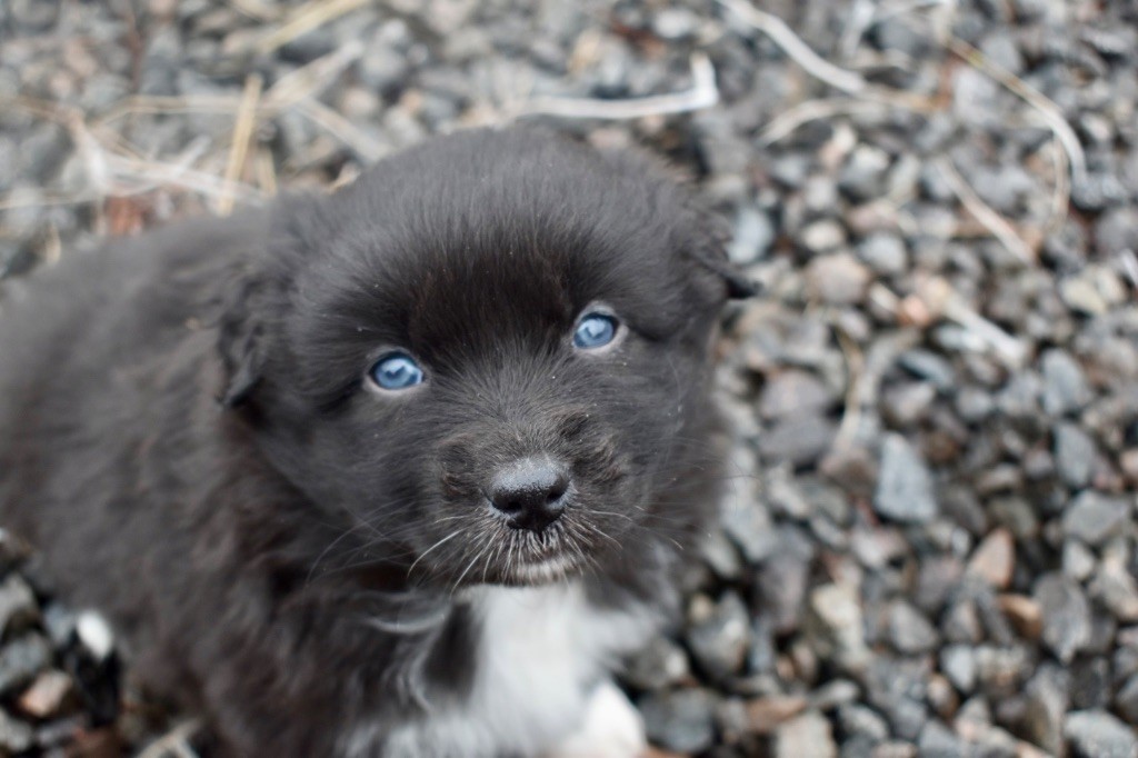 De La Vallée Féérique - Chiots disponibles - Berger Australien