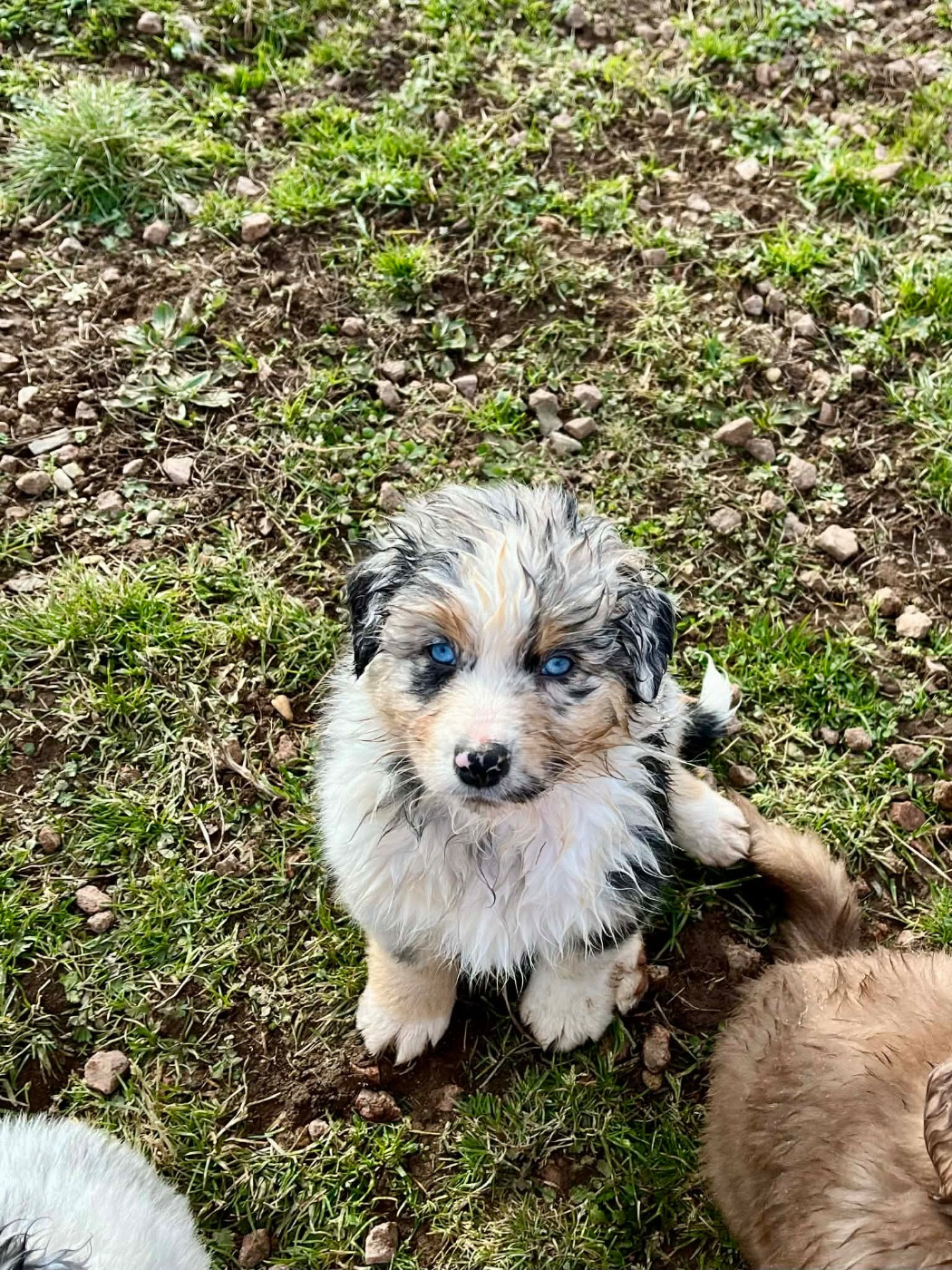 De La Vallée Féérique - Chiots disponibles - Berger Australien