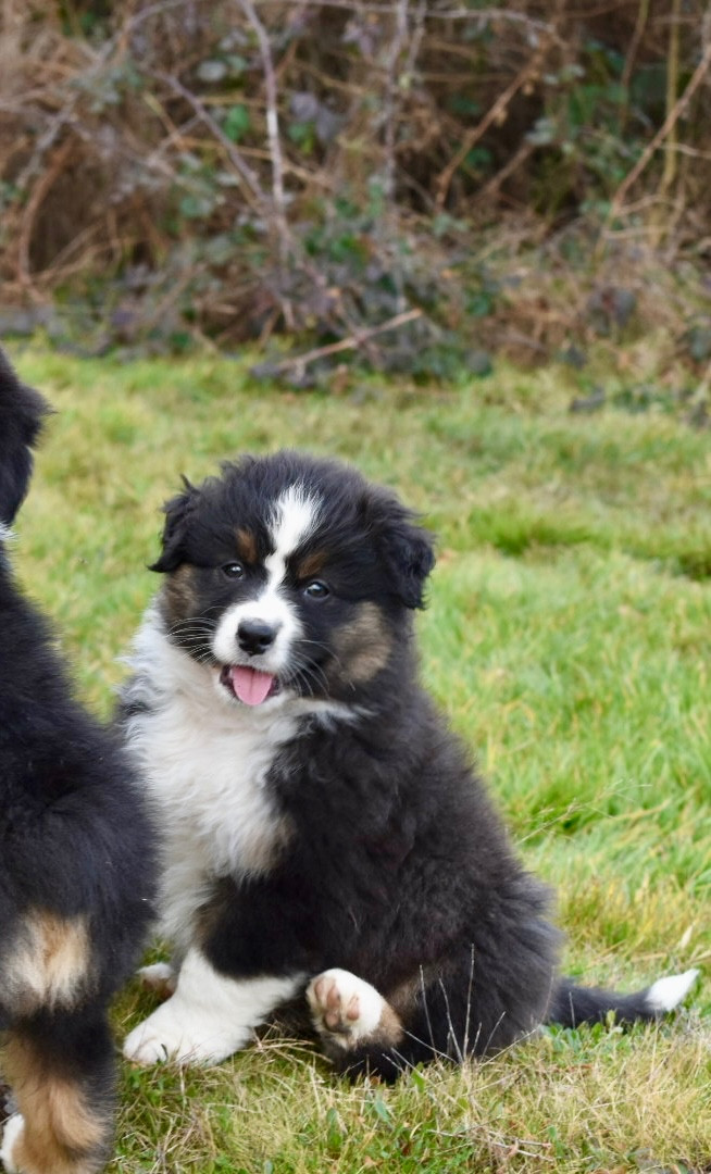 De La Vallée Féérique - Chiots disponibles - Berger Australien