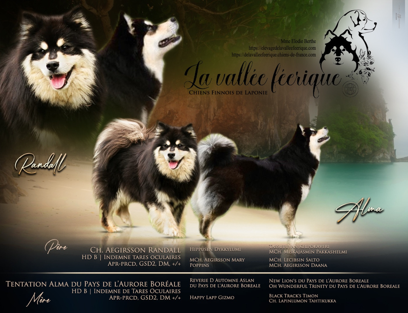 Chiot Chien finnois de Laponie De La Vallée Féérique