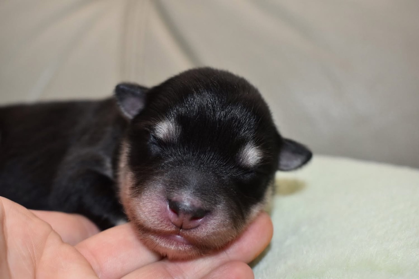 De La Vallée Féérique - Chiots disponibles - Chien finnois de Laponie