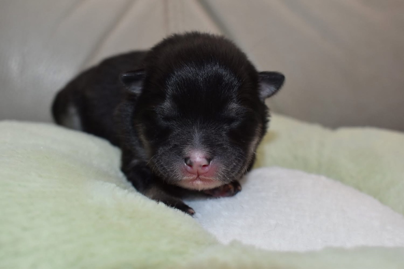 De La Vallée Féérique - Chiots disponibles - Chien finnois de Laponie