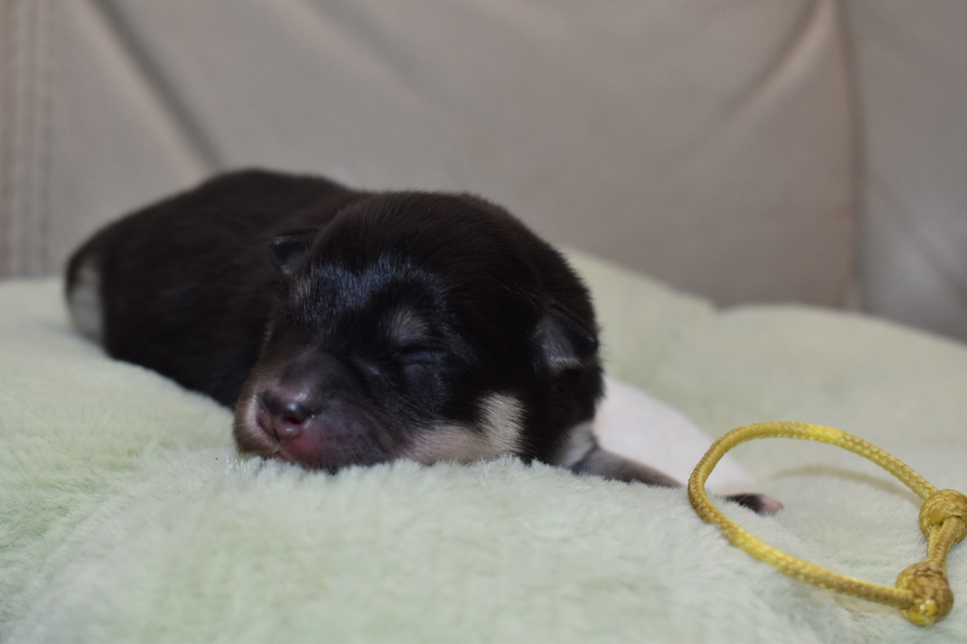 De La Vallée Féérique - Chiots disponibles - Chien finnois de Laponie