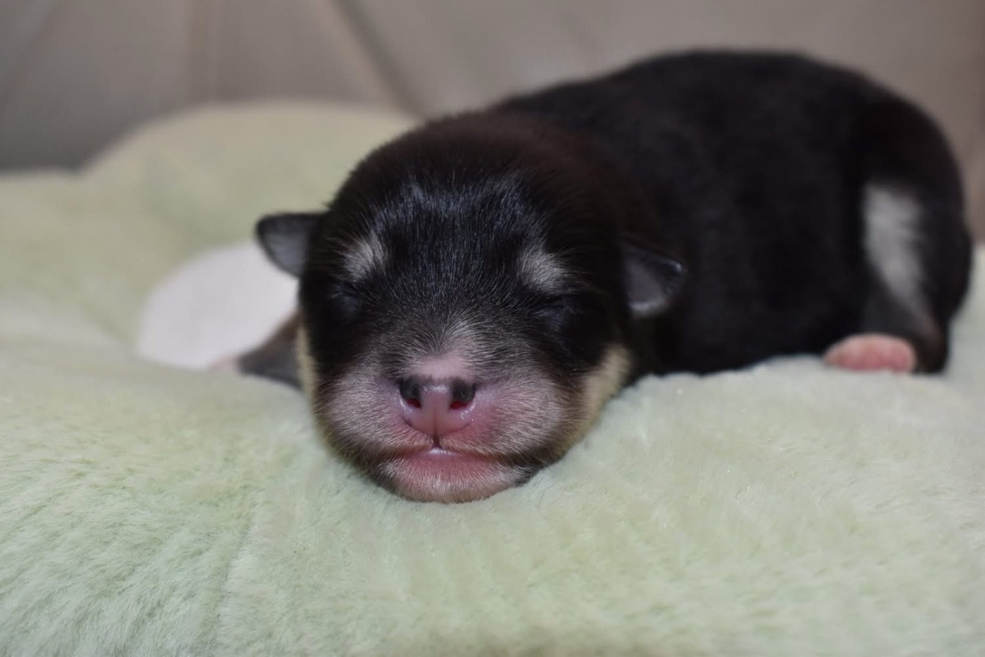 De La Vallée Féérique - Chiots disponibles - Chien finnois de Laponie