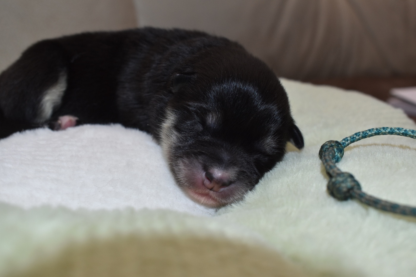 De La Vallée Féérique - Chiots disponibles - Chien finnois de Laponie