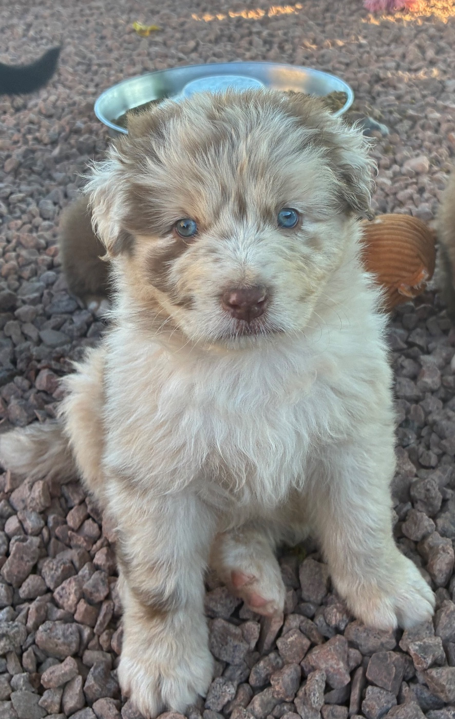 De La Vallée Féérique - Chiots disponibles - Berger Australien