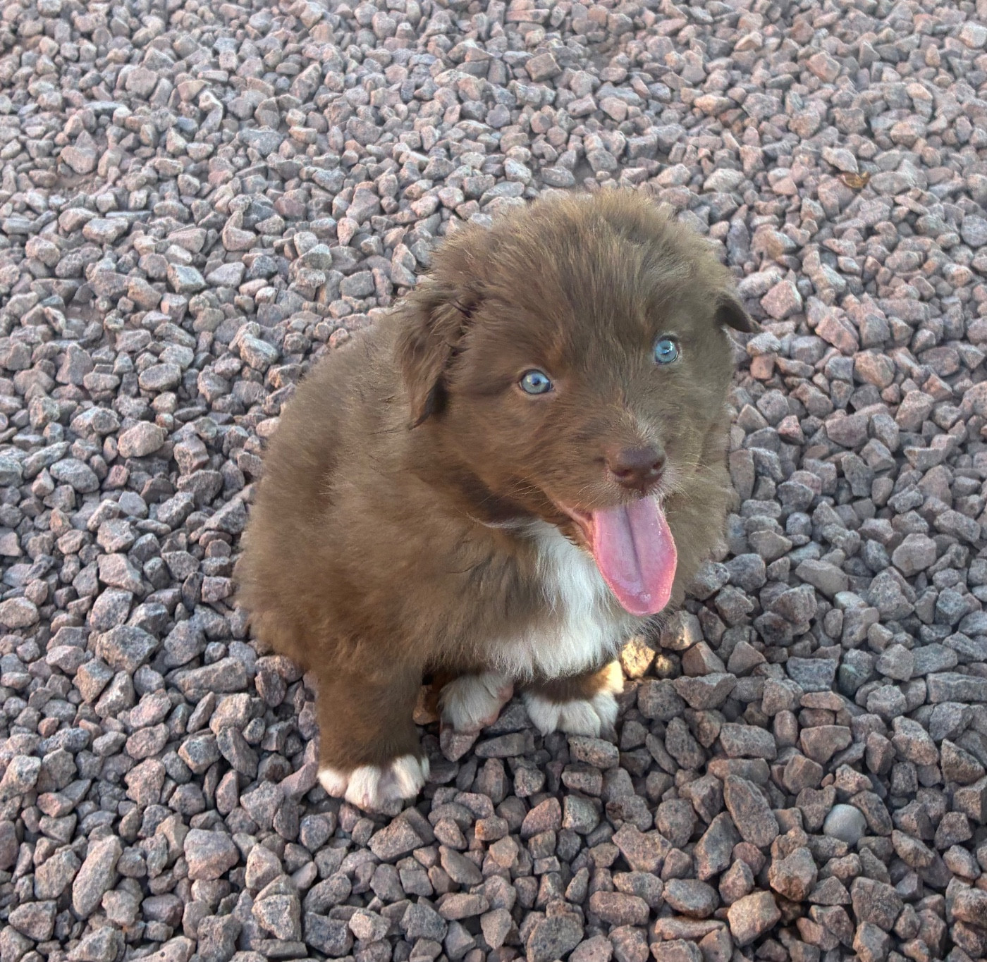 De La Vallée Féérique - Chiots disponibles - Berger Australien
