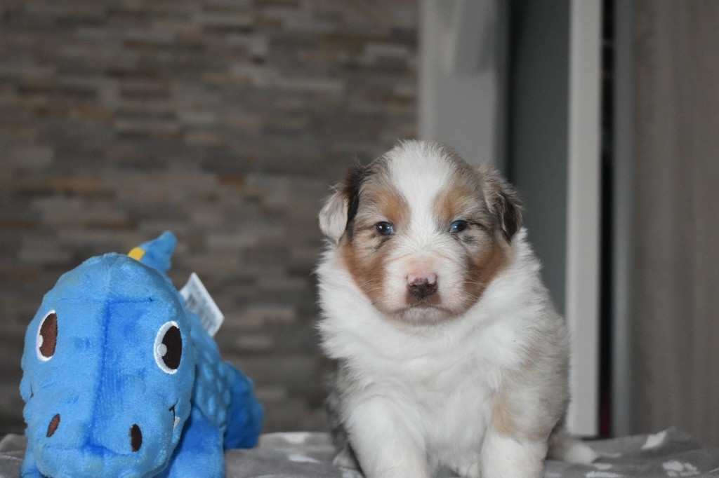 De La Vallée Féérique - Chiots disponibles - Berger Australien