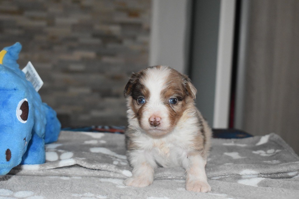 De La Vallée Féérique - Chiots disponibles - Berger Australien