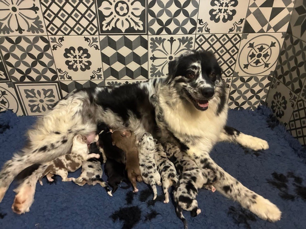 De La Vallée Féérique - Berger Australien - Portée née le 27/11/2025