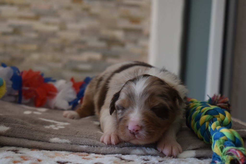 De La Vallée Féérique - Chiots disponibles - Berger Australien