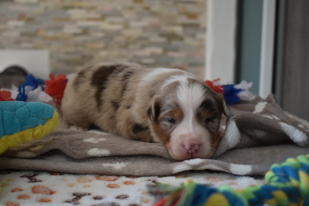 De La Vallée Féérique - Chiots disponibles - Berger Australien