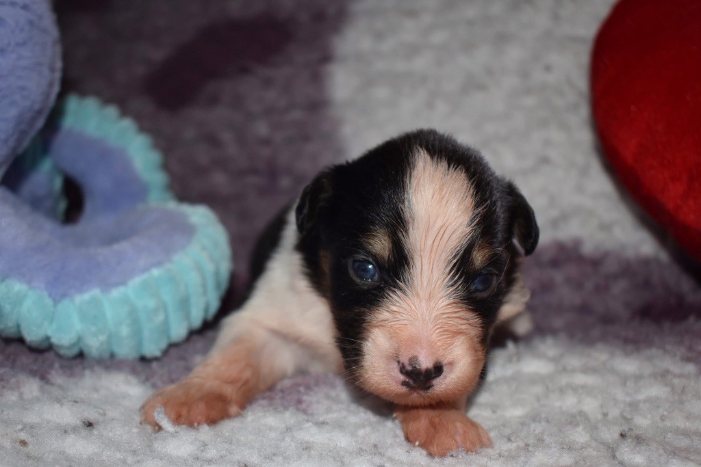 De La Vallée Féérique - Chiots disponibles - Berger Australien