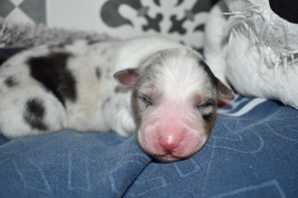 De La Vallée Féérique - Chiots disponibles - Berger Australien