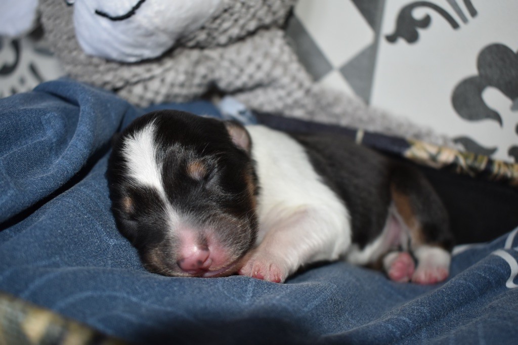 De La Vallée Féérique - Chiots disponibles - Berger Australien