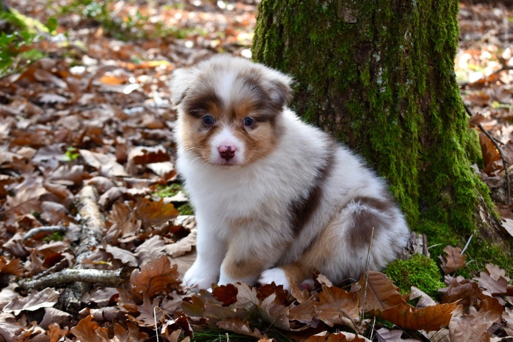 De La Vallée Féérique - Chiots disponibles - Berger Australien