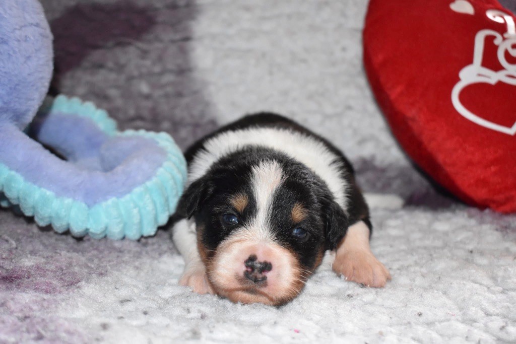 De La Vallée Féérique - Chiots disponibles - Berger Australien