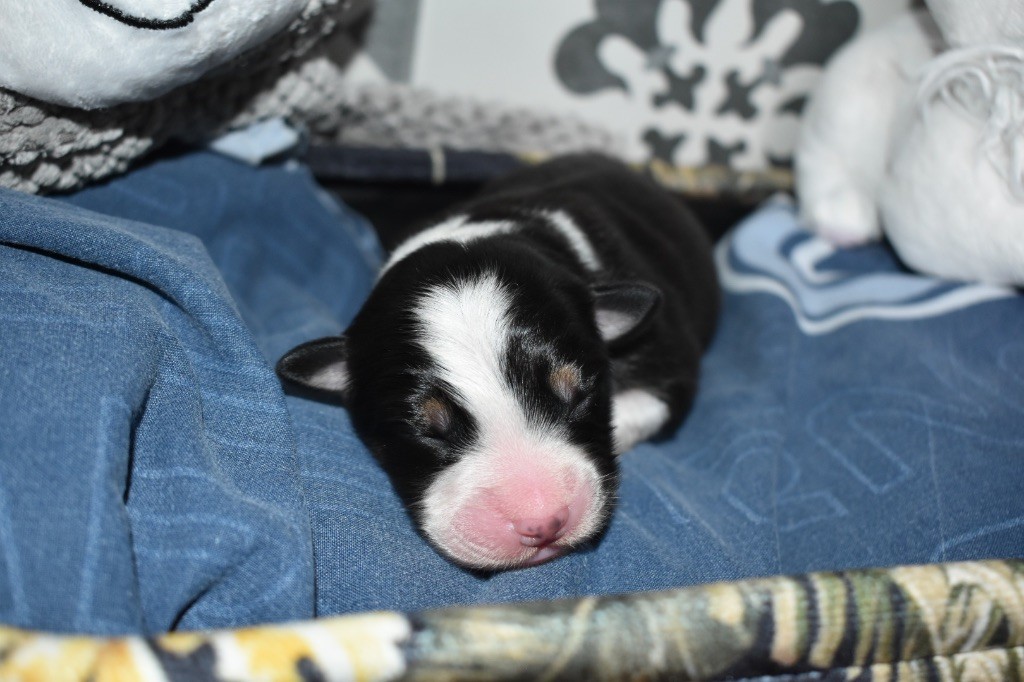 De La Vallée Féérique - Chiots disponibles - Berger Australien