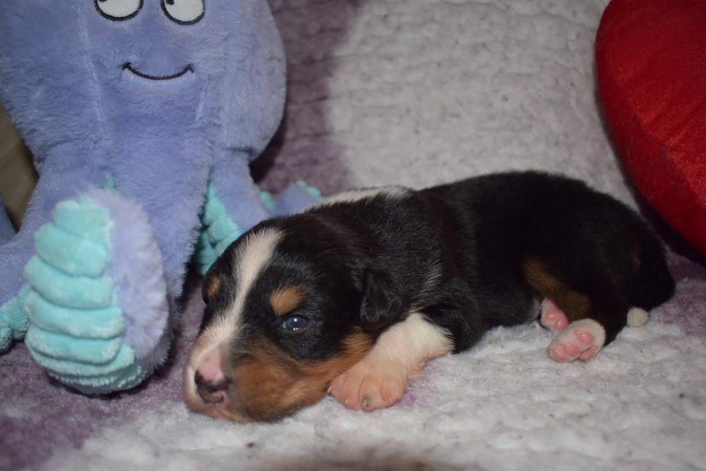 De La Vallée Féérique - Chiots disponibles - Berger Australien