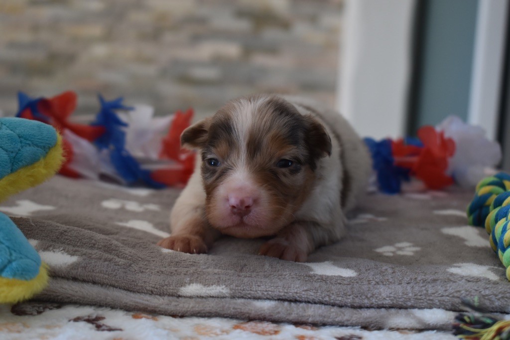 De La Vallée Féérique - Chiots disponibles - Berger Australien