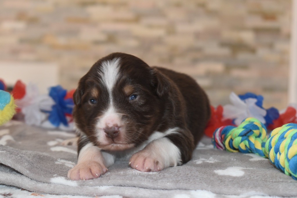 De La Vallée Féérique - Chiots disponibles - Berger Australien