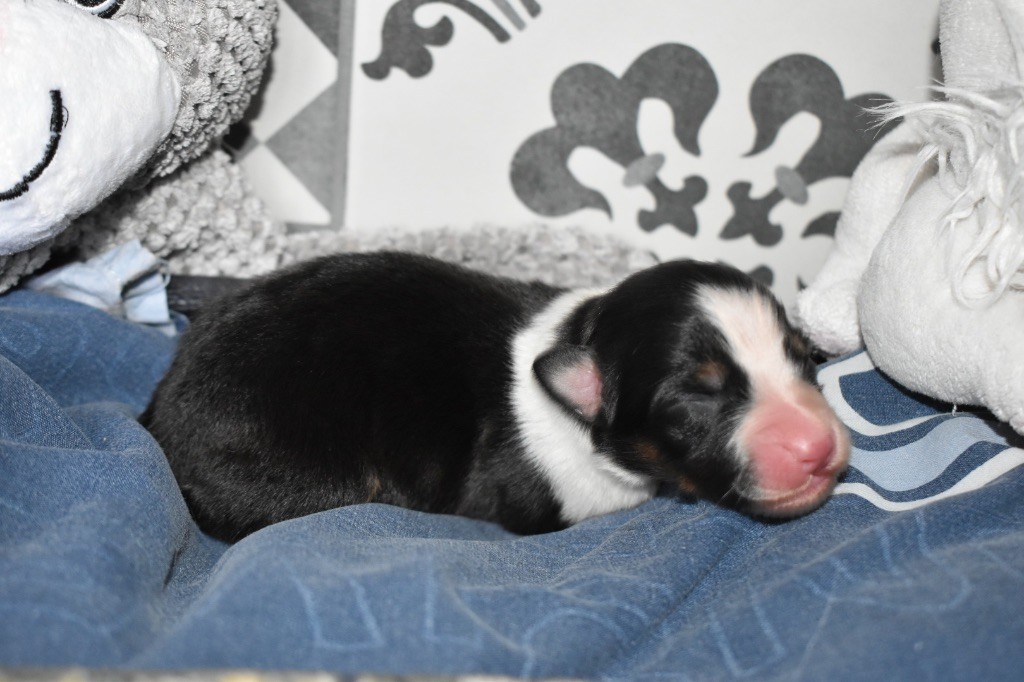 De La Vallée Féérique - Chiots disponibles - Berger Australien