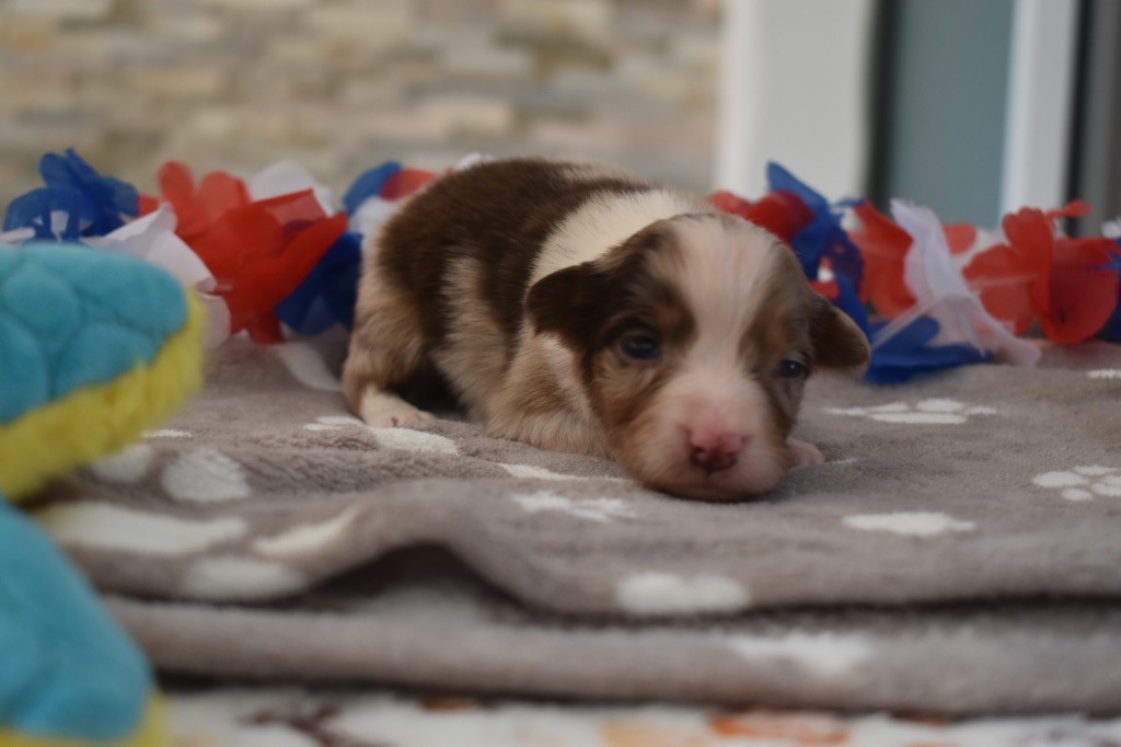De La Vallée Féérique - Chiots disponibles - Berger Australien