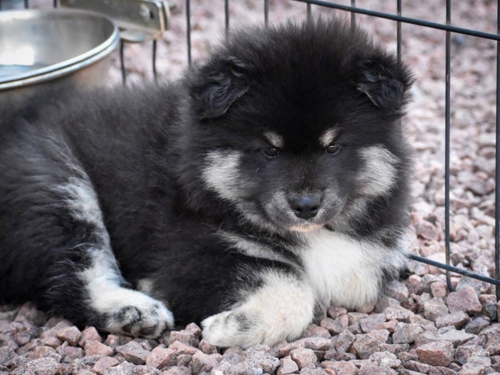 De La Vallée Féérique - Chiots disponibles - Chien finnois de Laponie