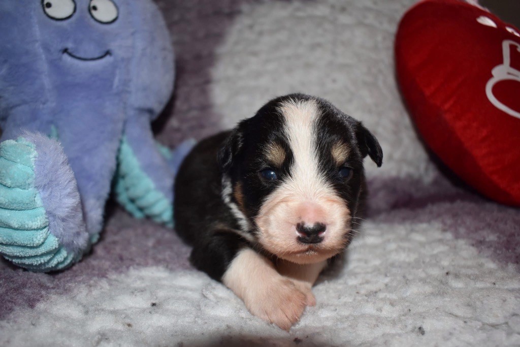 De La Vallée Féérique - Chiots disponibles - Berger Australien