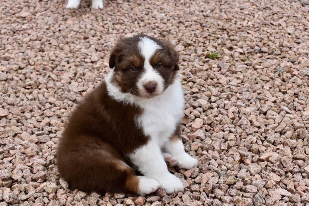 De La Vallée Féérique - Chiots disponibles - Berger Australien