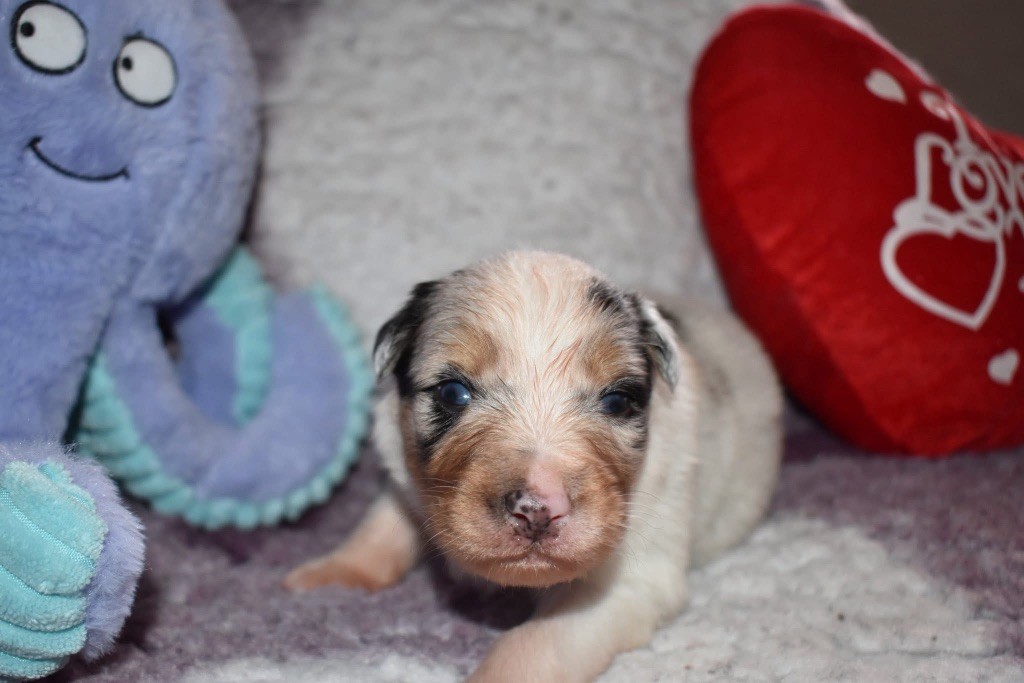 De La Vallée Féérique - Chiots disponibles - Berger Australien
