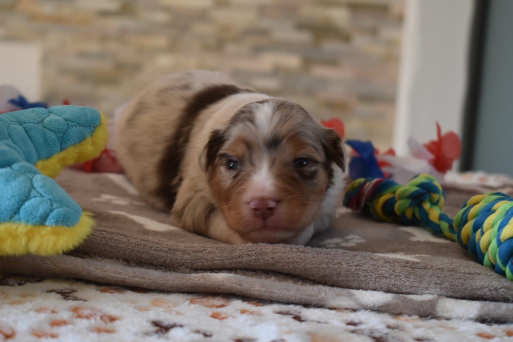 De La Vallée Féérique - Chiots disponibles - Berger Australien