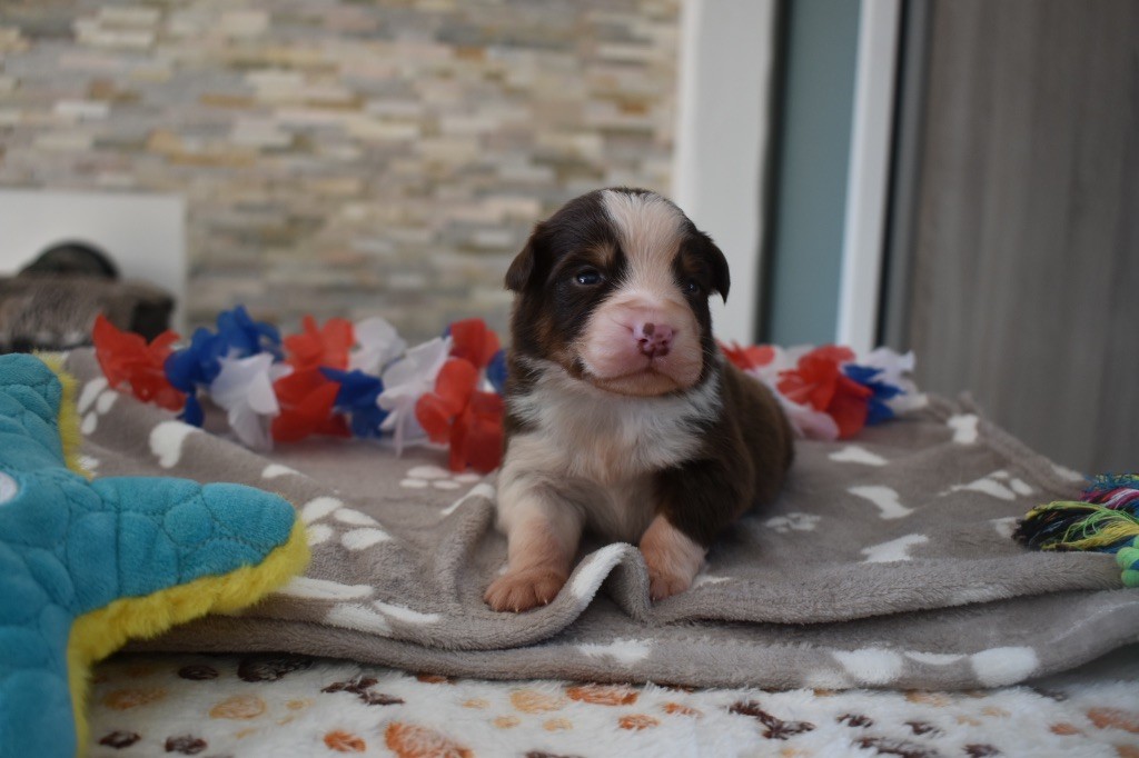 De La Vallée Féérique - Chiots disponibles - Berger Australien