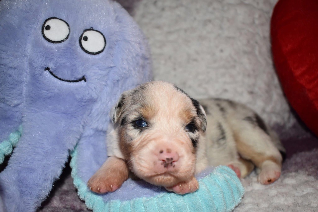 De La Vallée Féérique - Chiots disponibles - Berger Australien