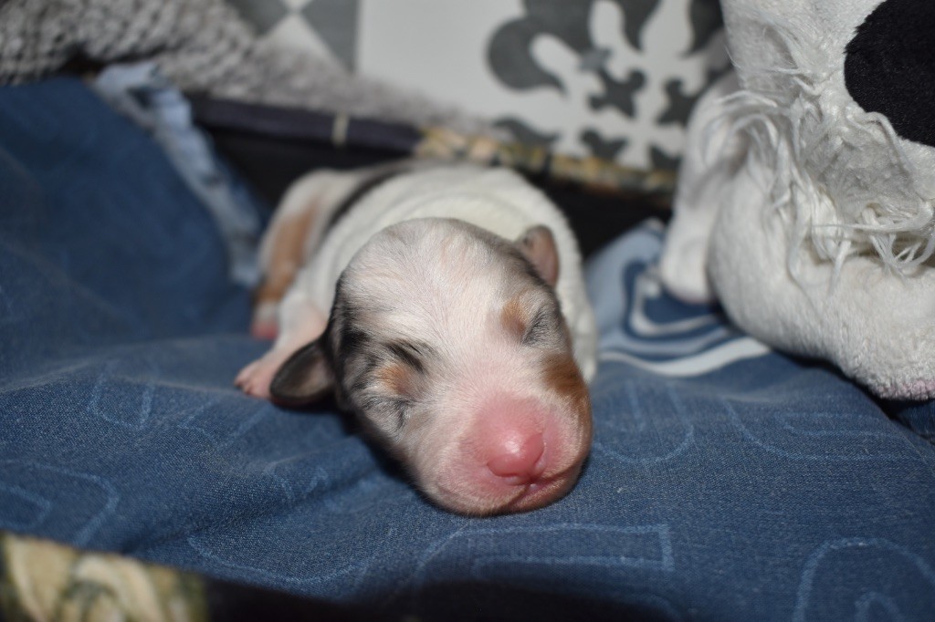 De La Vallée Féérique - Chiots disponibles - Berger Australien