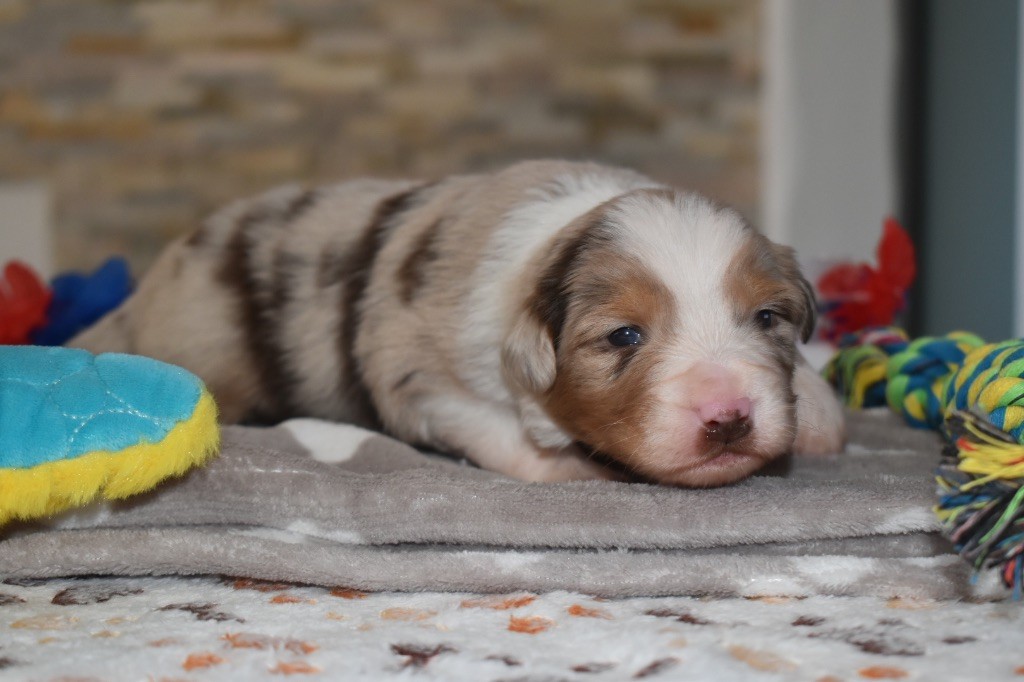 De La Vallée Féérique - Chiots disponibles - Berger Australien