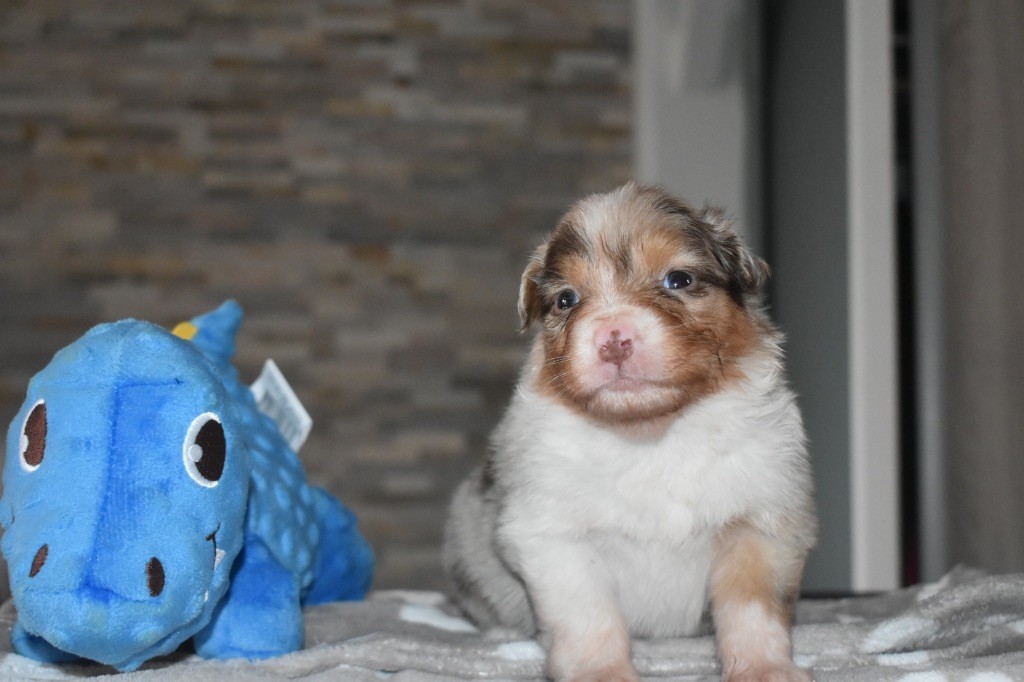 De La Vallée Féérique - Chiots disponibles - Berger Australien